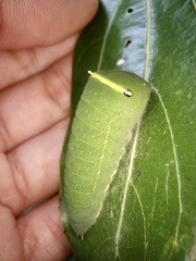 Graphium sarpedon nipponum