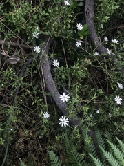 Stellaria pungens