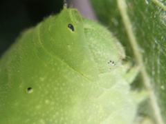 Graphium sarpedon nipponum