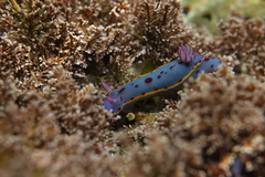 Hypselodoris bennetti