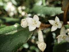 Elaeagnus pungens