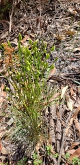 Schizaea bifida