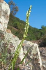 Spiranthes aestivalis