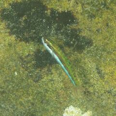 Thalassoma