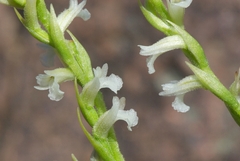 Spiranthes aestivalis