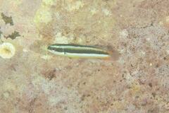 Thalassoma amblycephalus