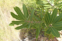 Brabejum stellatifolium