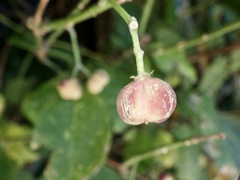 Euonymus hamiltonianus sieboldianus