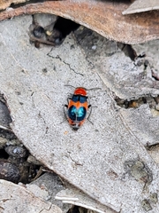 Dicranolaius cinctus