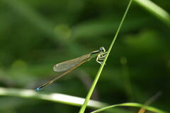 Ischnura asiatica