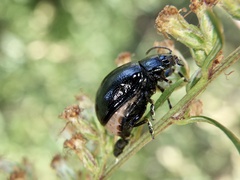 Chrysolina aurichalcea