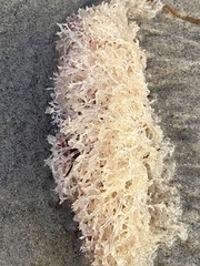 Amathia verticillata