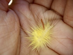 Calliteara pseudabietis