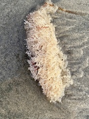 Amathia verticillata