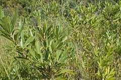 Brabejum stellatifolium