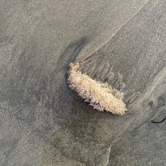 Amathia verticillata