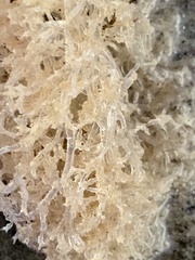 Amathia verticillata