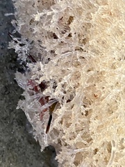 Amathia verticillata