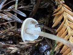 Baeospora