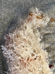 Amathia verticillata