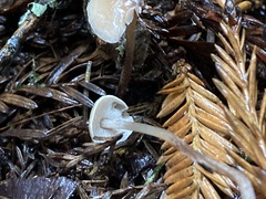 Baeospora