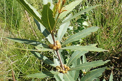 Brabejum stellatifolium