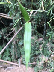 Bambusoideae