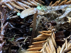 Baeospora