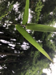 Bambusoideae