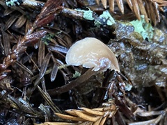 Baeospora