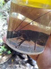 Cherax robustus