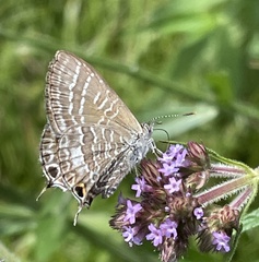 Theclinesthes onycha