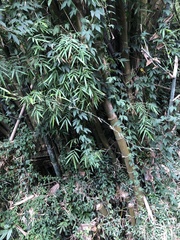 Bambusoideae