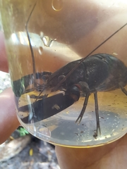 Cherax robustus