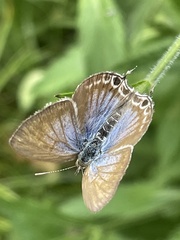 Theclinesthes onycha