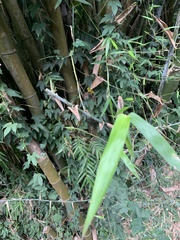 Bambusoideae