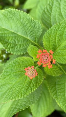 Lantana