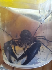 Cherax robustus