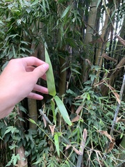 Bambusoideae