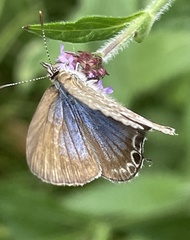 Theclinesthes onycha