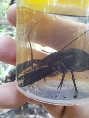 Cherax robustus