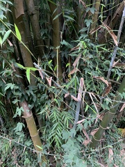 Bambusoideae