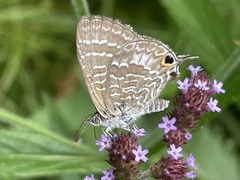 Theclinesthes onycha