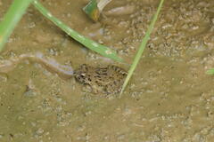 Fejervarya kawamurai
