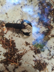 Cherax robustus