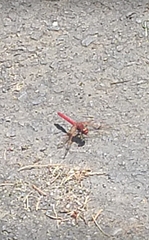 Sympetrum illotum