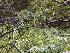 Notobubon gummiferum