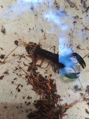 Cherax robustus