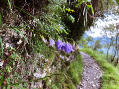 Adenophora morrisonensis