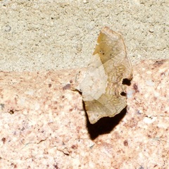 Esthlodora versicolor